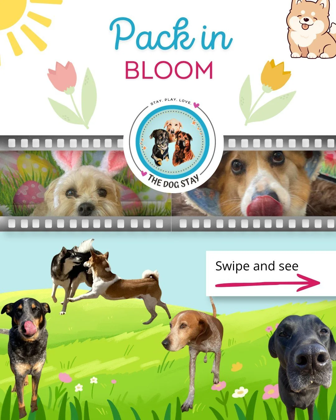 Spring looks + fresh air 🌸
From the photo booth to the play yard, it&rsquo;s been all smiles and wagging tails 💛
Nothing better than seeing the pack in their element 🐶

#TheDogStay #CrateFreeDaycare #HappyDogs #SilverSpringMD #dmvdogs #silversprin