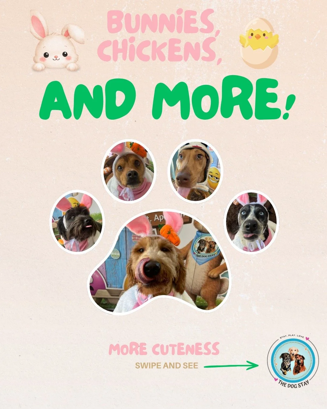 Fluff &amp; Fun 🌸
Costumes on, paws out.  Just another wonderful day @thedogstay 
Let&rsquo;s play 🐶

#TheDogStay #CrateFreeDaycare #HappyDogs #SilverSpringMD #dmvdogs #silverspringdogs #MontgomeryCountyMD