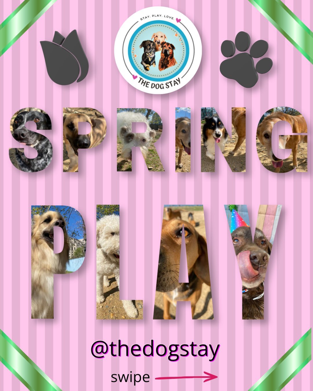 Sunshine, fresh air, and best friends 🌞🐶
Spring days like this are what it&rsquo;s all about&mdash;running, playing, and soaking up every second outside @thedogstay 

#TheDogStay #CrateFreeDaycare #HappyDogs #SilverSpringMD #dmvdogs #silverspringdo