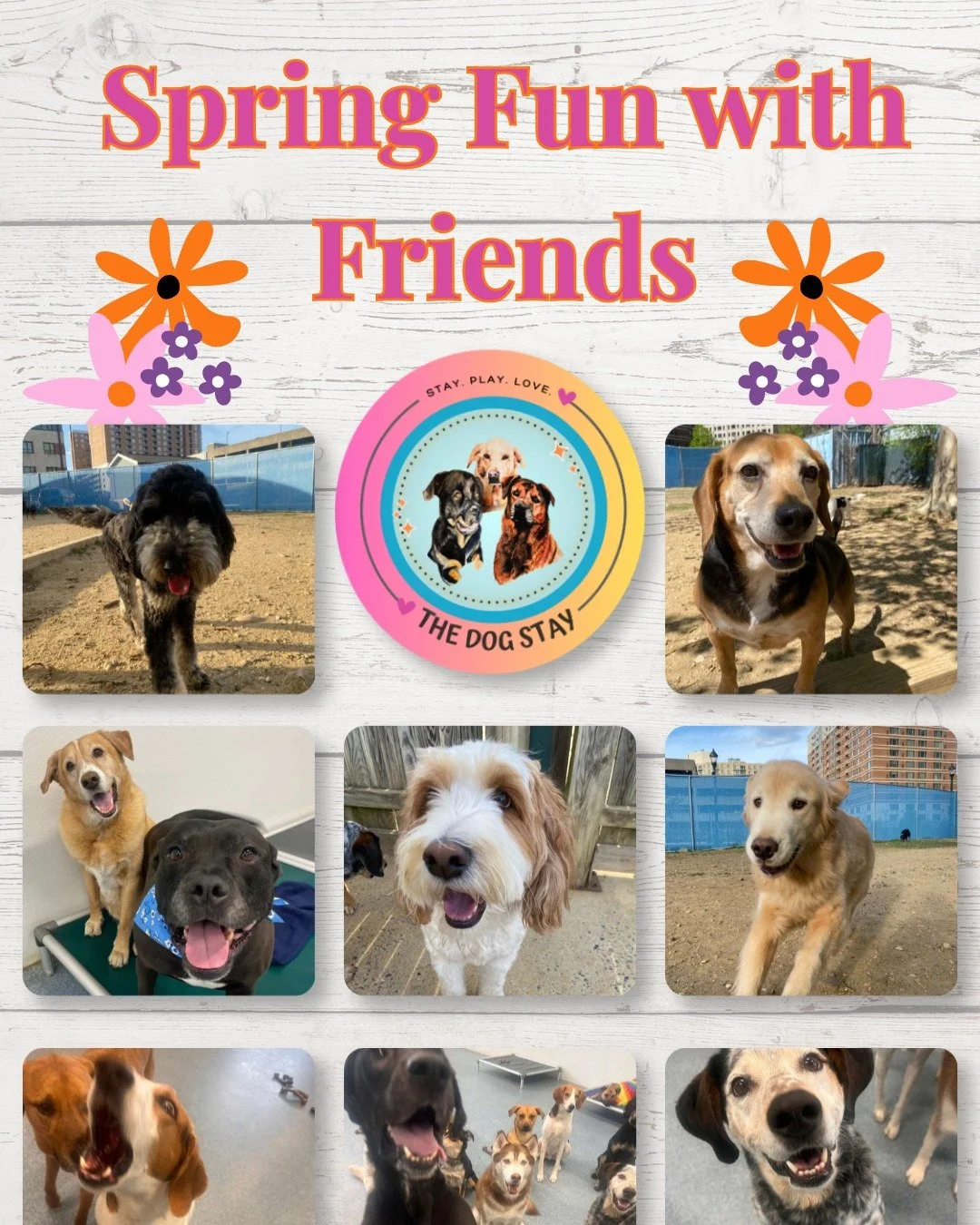 Sun&rsquo;s out, paws out ☀️🐾
Nothing beats a few beautiful days of outdoor play with the pack. Fresh air, zoomies, and happy pups all around.

#TheDogStay #CrateFreeDaycare #HappyDogs #SilverSpringMD #dmvdogs #silverspringdogs #MontgomeryCountyMD @