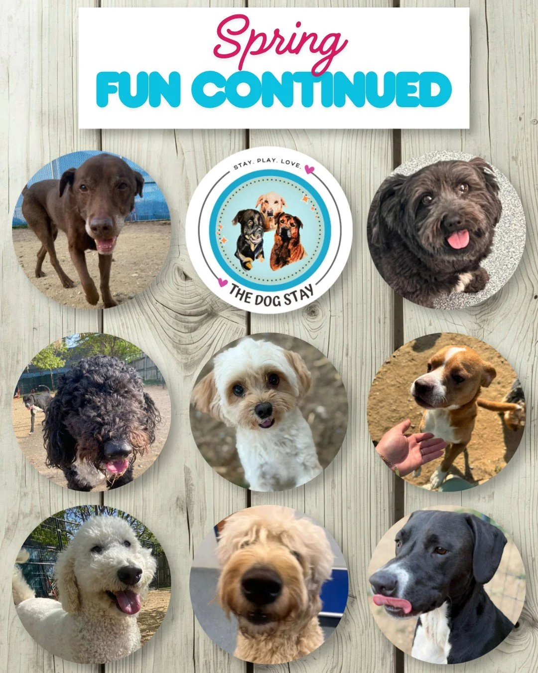 Days like these are why we do what we do.
Open skies, open space, and pups just being pups. 🐕

#TheDogStay #SilverSpringDogs #DMVDogs #DogDaycareLife #DogPlaytime #HappyPups #DogsofMaryland #PackLife #DogWellness #OutdoorDogs @thedogstay