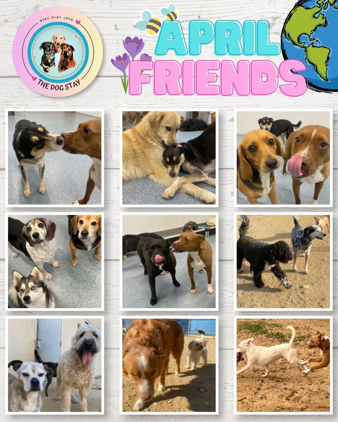 Play. Socialize. Relax. 🐾

A glimpse into the pack&mdash;outdoor fun, indoor balance, and fresh grooms.

And yes&hellip; those are Earth Day looks you&rsquo;re seeing 👀🌎
The Earth Day Pawty is Tomorrow 4/22 for Daycare and Boarders 💚

See you the
