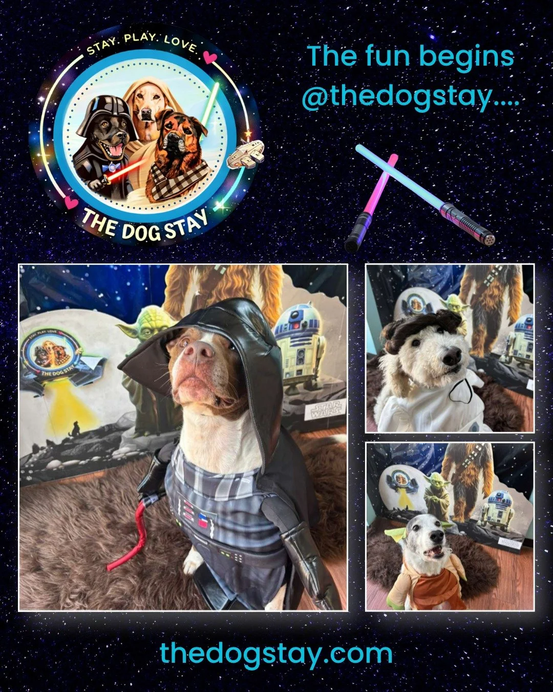 From Jedi pups to little Wookiees 🐶💫
Our pack is already celebrating in style
And trust us&hellip; this is just the beginning 👀

#TheDogStay  #SilverSpringMD #dmvdogs #silverspringdogs #MontgomeryCountyMD #startwarscosplay #starwars @silverspringd