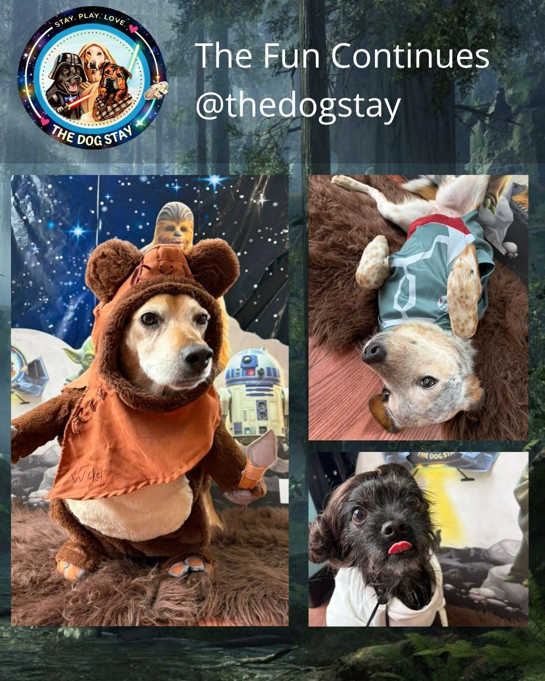The saga continues&hellip; 🐾✨

The force = strong
The fits = iconic
The fun = unmatched
@thedogstay 

#TheDogStay #HappyDogs #SilverSpringMD #dmvdogs #silverspringdogs #MontgomeryCountyMD #starwarscosplay #disney #starwarsdogsofinstagram