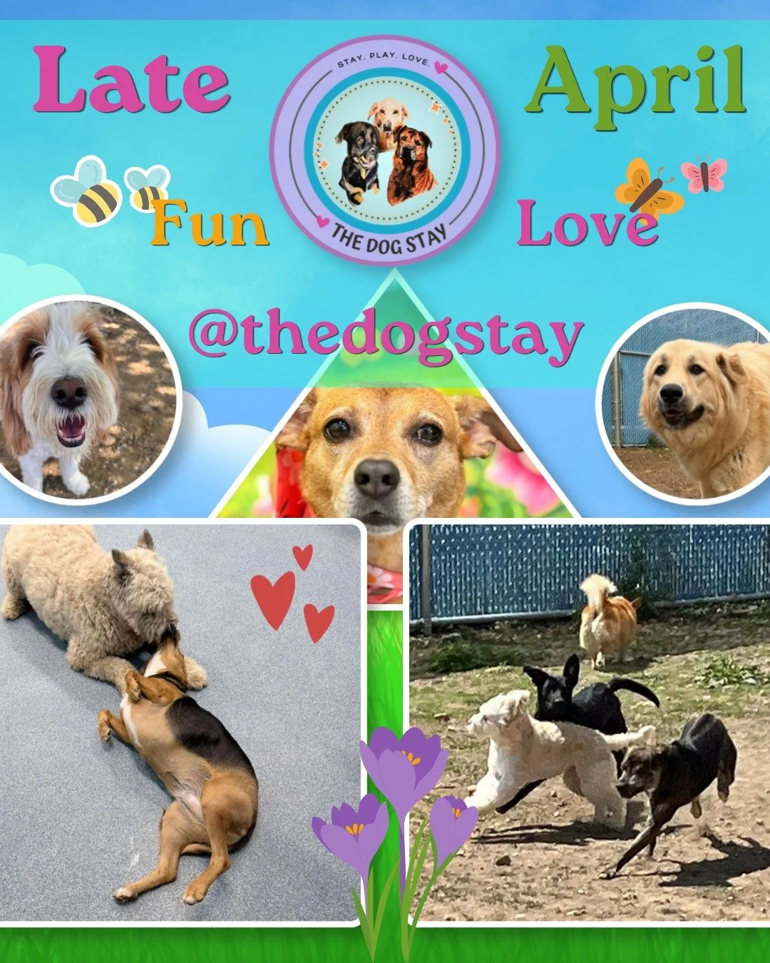 A few days of sunshine, friendships, and moments that matter ☀️🐾
We don&rsquo;t take these days for granted&mdash;just a pack of pups making the most of every moment together.

&hellip;and additional pre-May the 4th costume highlights coming soon ✨?