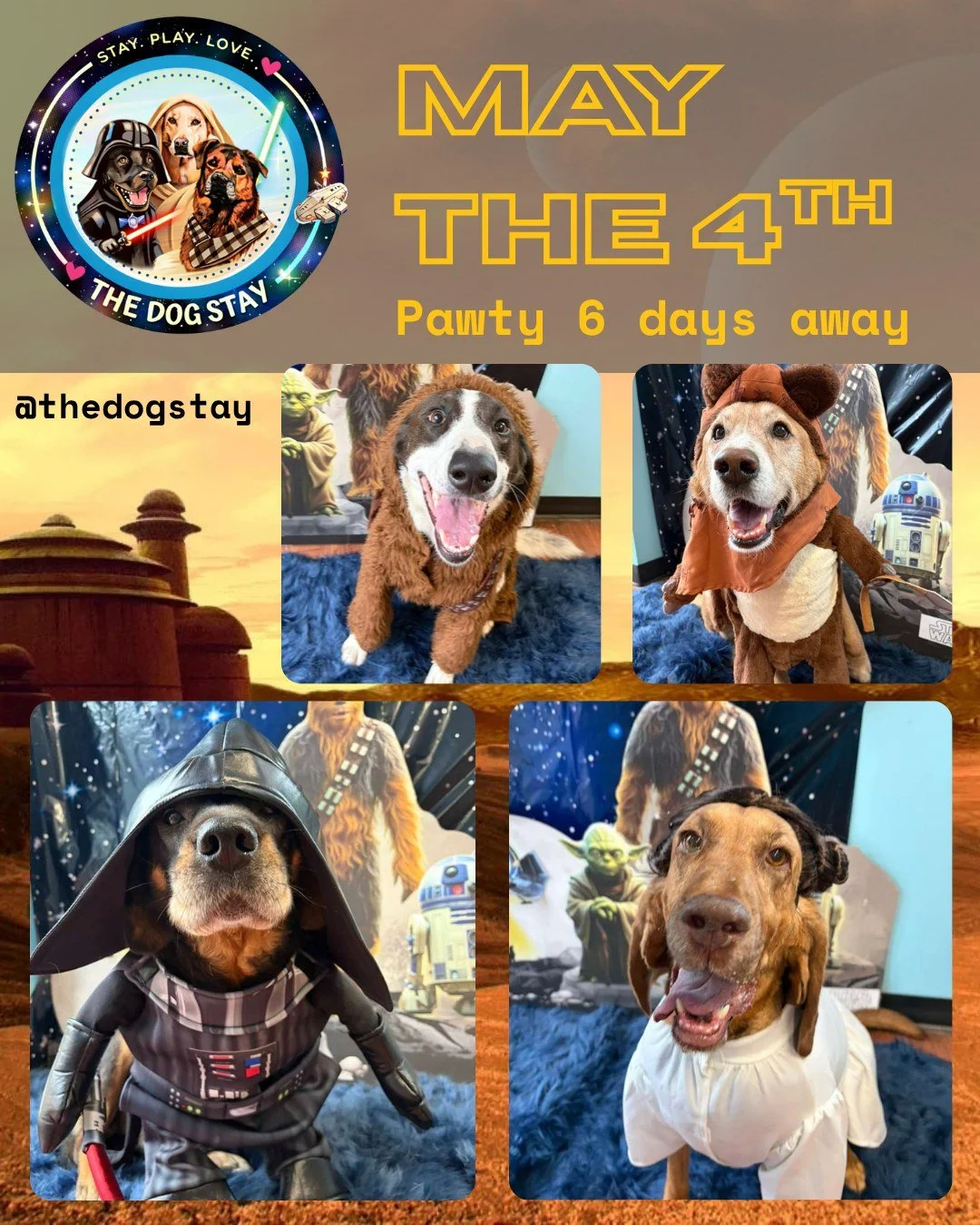 The pack has been training&hellip; and the looks keep getting stronger ✨🐾
From familiar faces to new recruits, the force is definitely with this crew.

6 days until our May the 4th Be With You Pawty 🌌🐕
Costumes, fun, and a whole lot more coming so