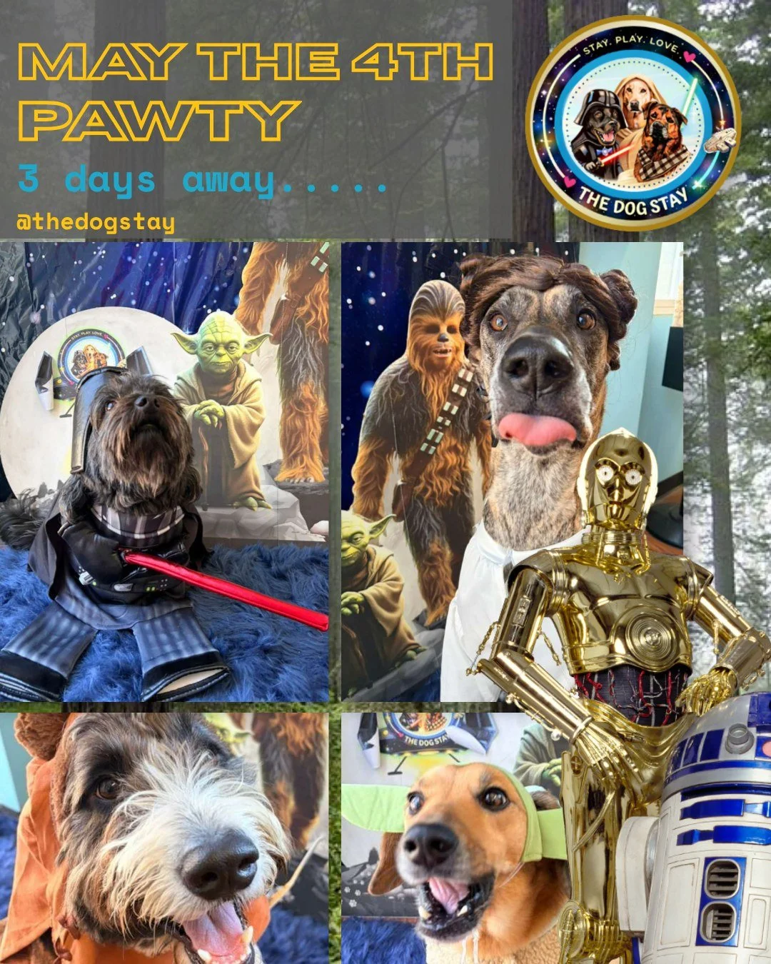The force is getting stronger by the day&hellip; ✨🐾
Our pack has been showing up in style, and we&rsquo;re just getting started.

3 days until our May the 4th Be With You Pawty 🌌🐕
Costumes, fun, and a whole lot of personality incoming @thedogstay 
