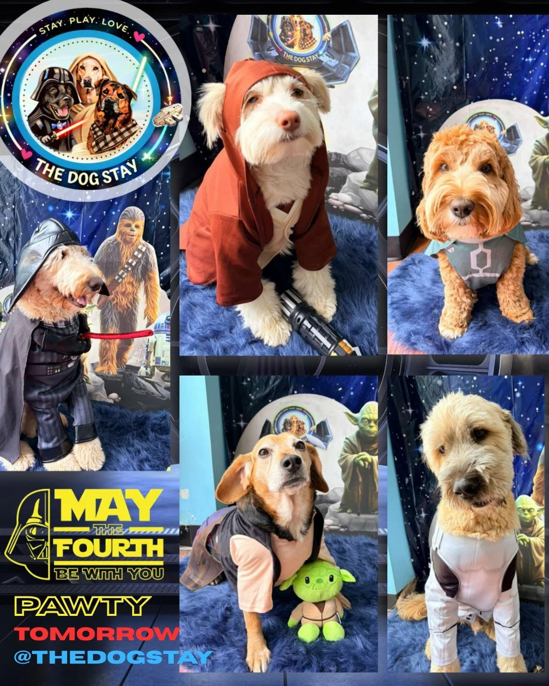 The costume game just leveled up 🐾✨
New pups, new fits, same amazing pack energy.

Tomorrow: May the 4th Be With You Pawty 🌌
We can&rsquo;t wait&hellip; @thedogstay 

#TheDogStay #CrateFreeDaycare #HappyDogs #SilverSpringMD #dmvdogs #silverspringdo