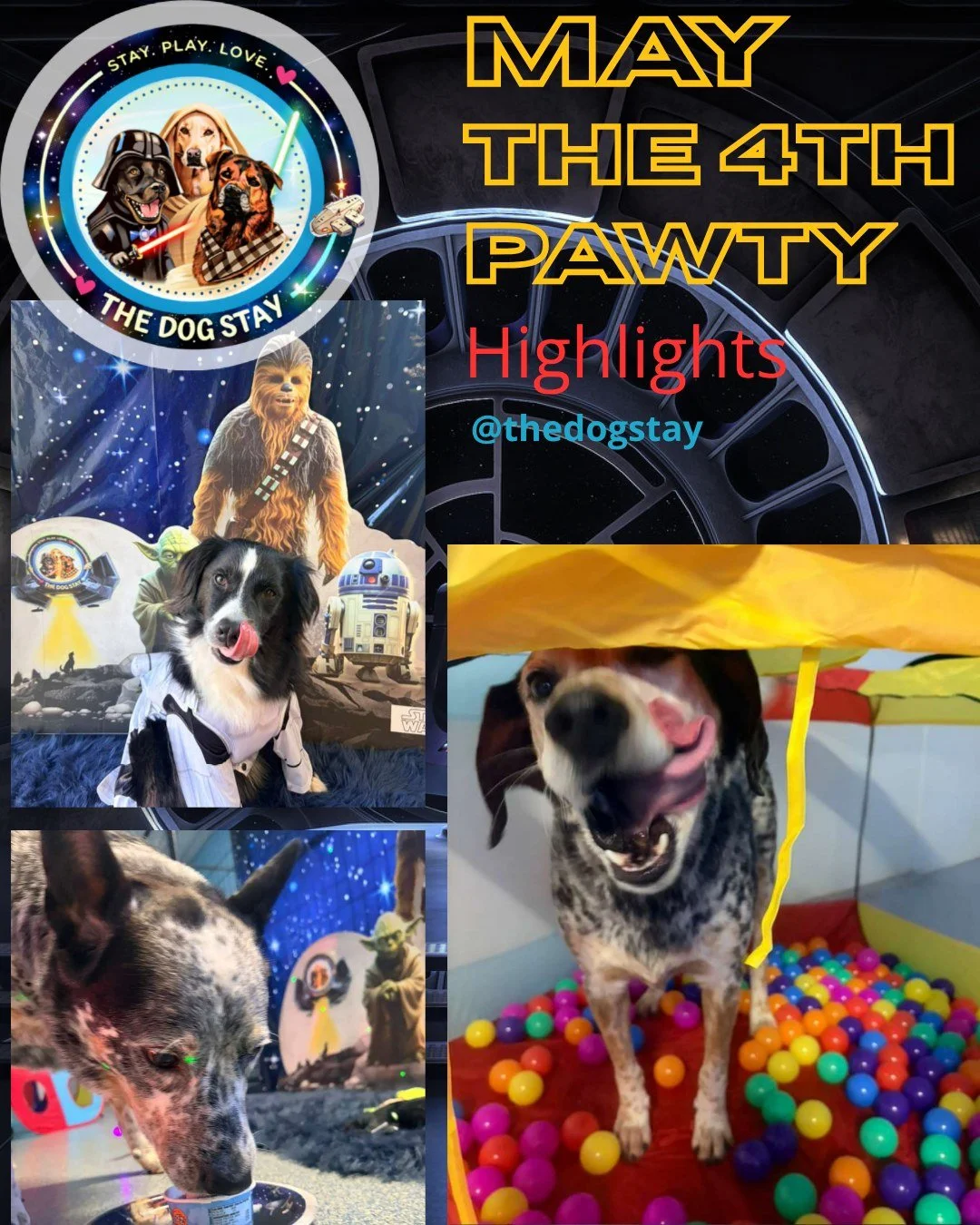 The force was strong yesterday @thedogstay ✨🐾
Ice cream treats, a ball pit adventure, Star Wars toys, and pups showing up in full costume&mdash;an unforgettable day all around.

Huge thank you to our pups and pawrents for making it so special.
These