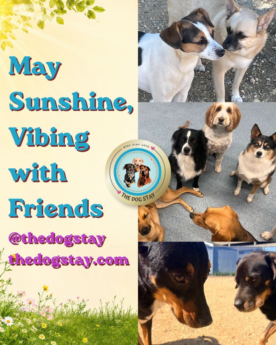 Sunshine, fresh air, best friends, and nonstop tail wags the last couple days ☀️🐾

May has been full of outdoor zoomies, happy pups, and moments we&rsquo;ll never forget. 

From playtime in the yard to relaxing with the pack, these pups know how to 