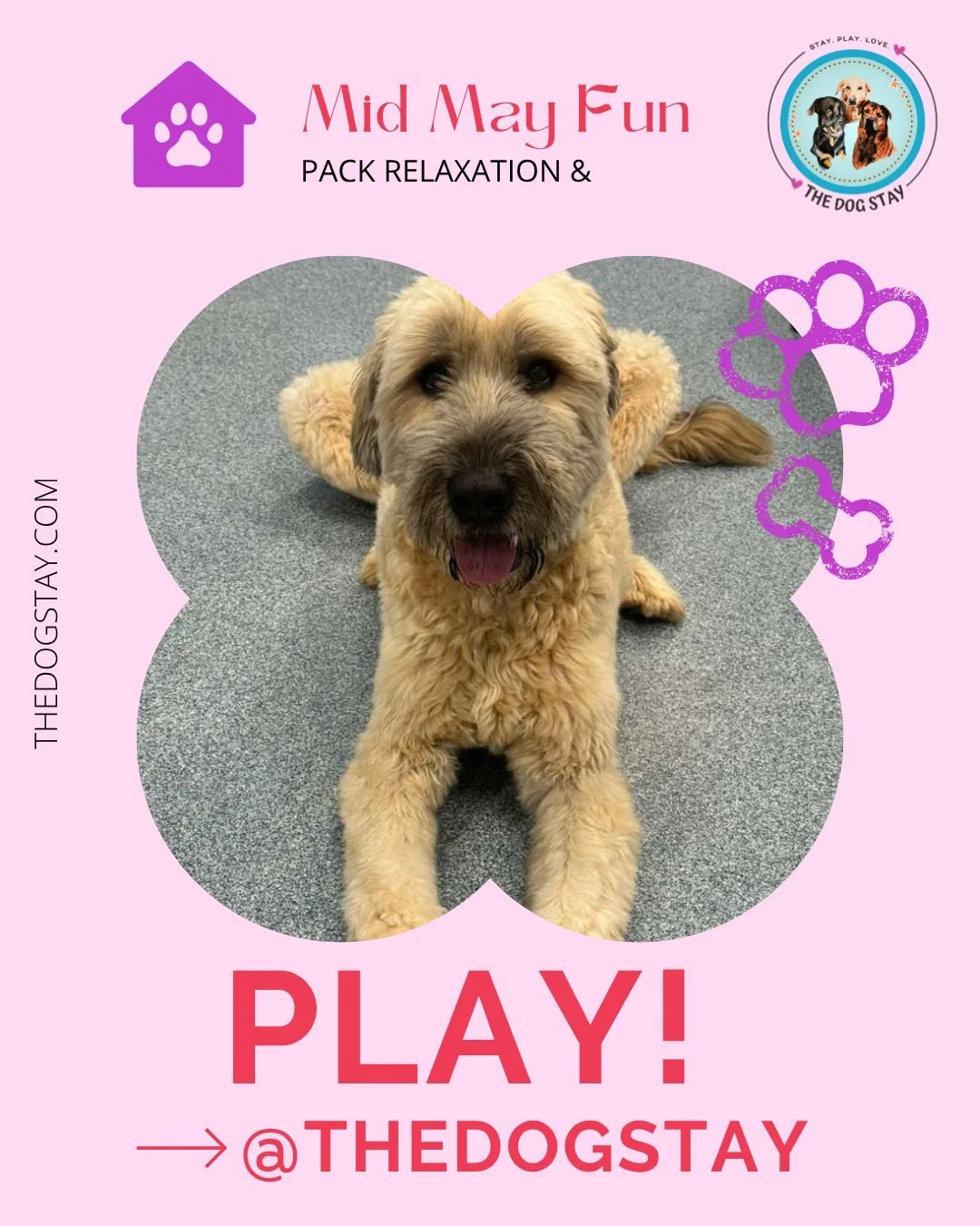 ☀️ Mid-May vibes at The Dog Stay 🐾

Sunshine outside, playtime inside, and lots of happy pups making memories with their friends along the way 💛 From zoomies in the yard to relaxing with the pack, every day is built around fun, comfort, enrichment,