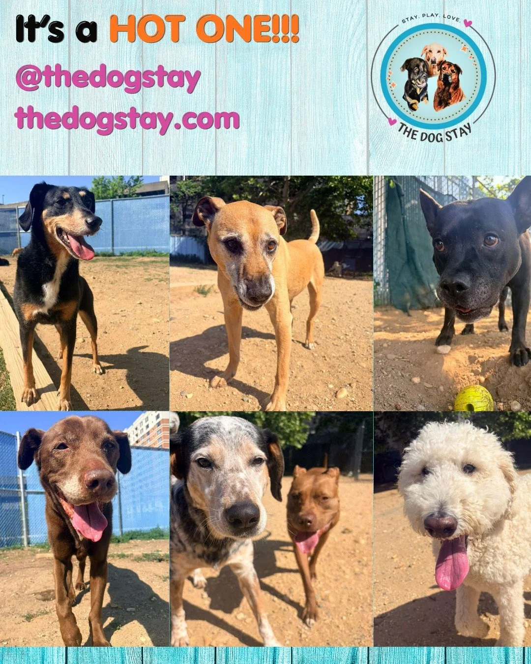 It's a warm one out there.  The pups are still having fun with their friends outdoors, however the trips are a bit shorter as to keep cool in the nice AC. 🐾☀ Some pics from the last couple days. 

#TheDogStay # #HappyDogs #SilverSpringMD #dmvdogs #s