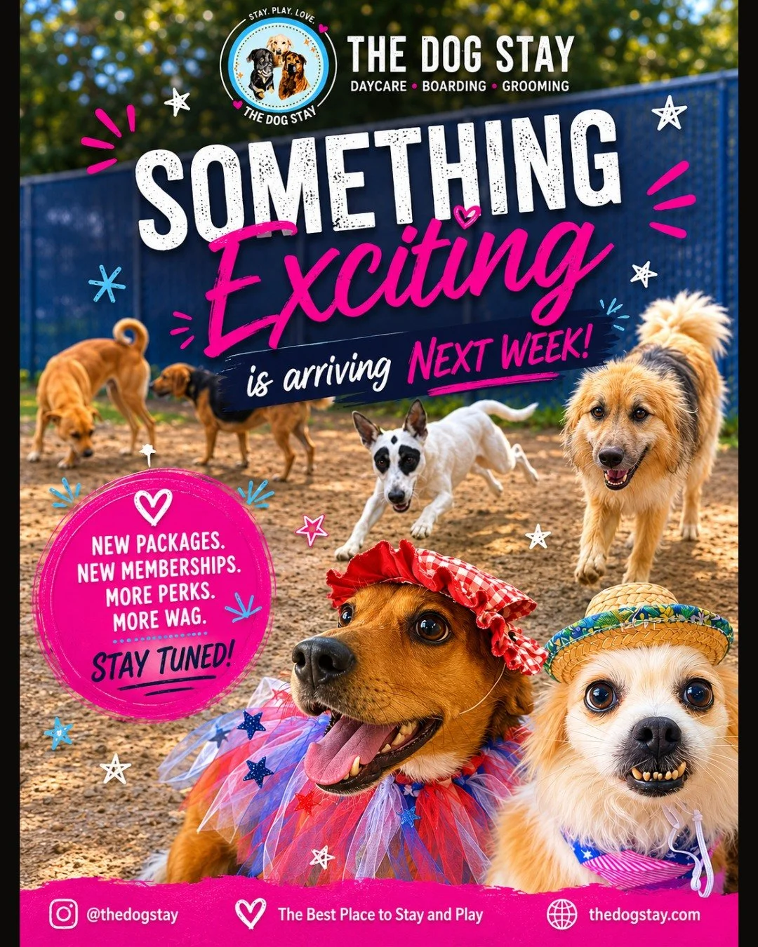 Sunshine ☀️
Friends 🐾
Fresh grooms ✂️
Memories 💜

From outdoor zoomies to festive costumes and spa-day fresh pups, the good times keep rolling @thedogstay 😄

And behind the scenes&hellip; we&rsquo;ve been working on something BIG.

#SilverSpringDo