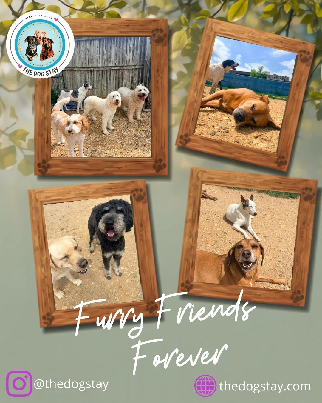 Pups of all shapes and sizes are forever furry friends @thedogstay .  See some moments captured the last few days. 🐾💕🐾💕

 #SilverSpringMD #DogsofInstagram #MontgomeryCountyMD #dmvdogs #HappyDogs