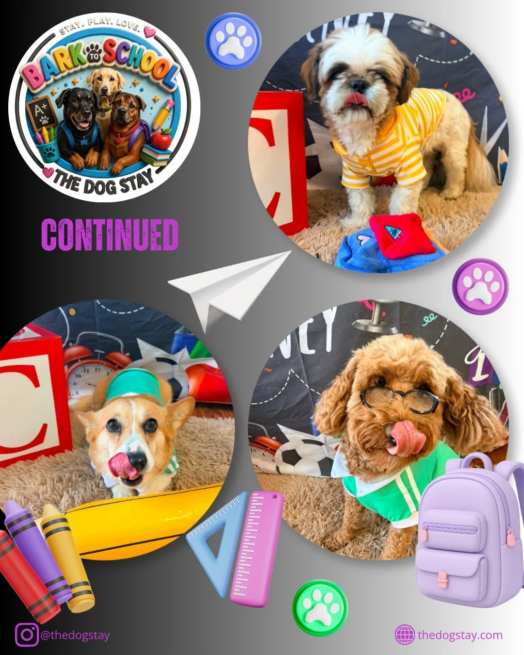 We are officially Bark to School. 🐾🎒

The Dog Stay Family are showing off  new gear the last couple days. ✏️🍎

@thedogstay @silverspringdowntown #silverspringmd #montgomerycountymd #dogsofinstgram #backtoschool #dmvdogs