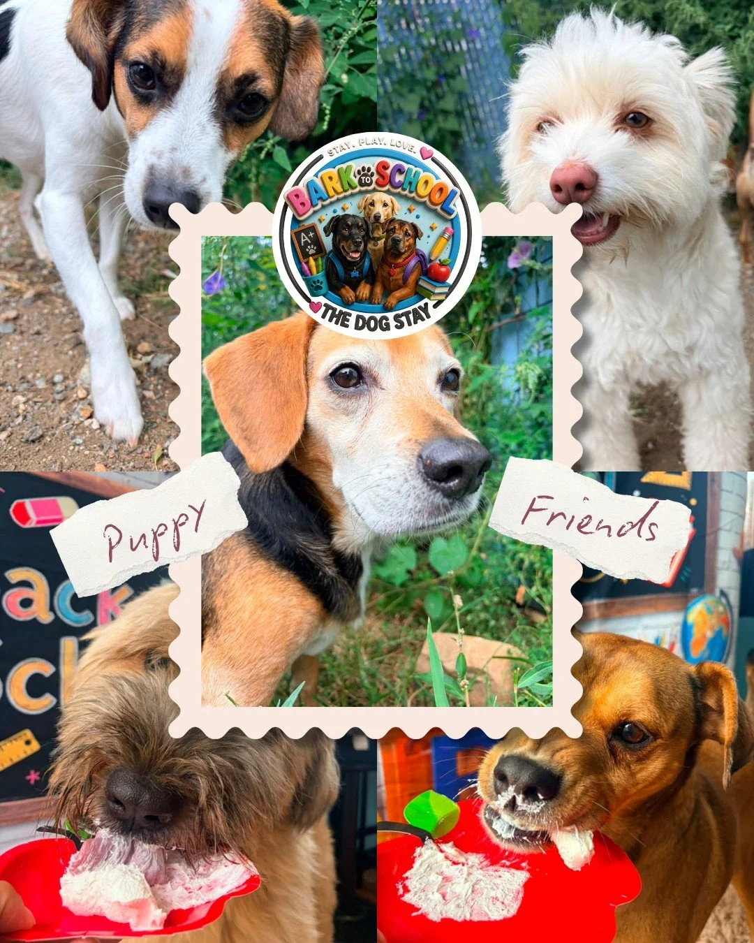 Another weekend with friends @thedogstay 🐾💕

 #DogDaycare #SILVERSPRINGMARYLAND #DMVDOGS #dogsoﬁnstagram #DogLovers #dmvdogs