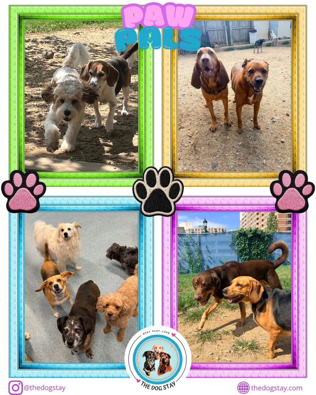 Summer keeps going and so do the Pups with Pals.  Check out some moments from the last few days @thedogstay 🐾💕🔆 
#DogDaycare #dogsofinstgram #HappyPups #silverspringdogs #silverspringmd #montgomerycountymd