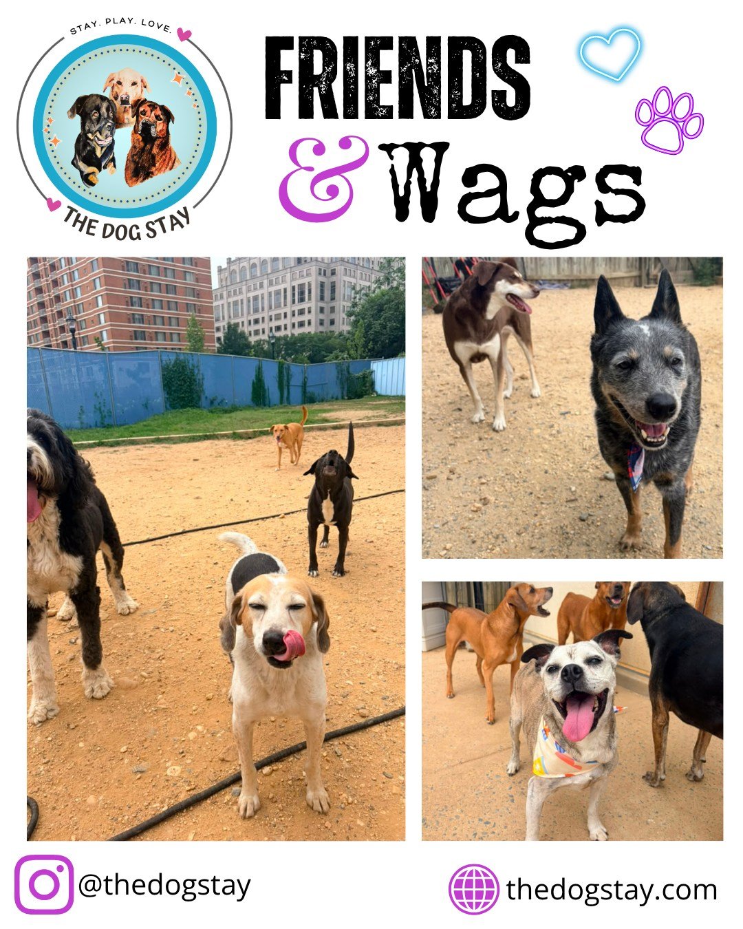 Pups busy hanging with their friends the last couple days The Dog Stay . 🐾💕🔆

 #HappyDogs #SilverSpringMD #DogsofInstagram #dmvdogs #DogDaycare