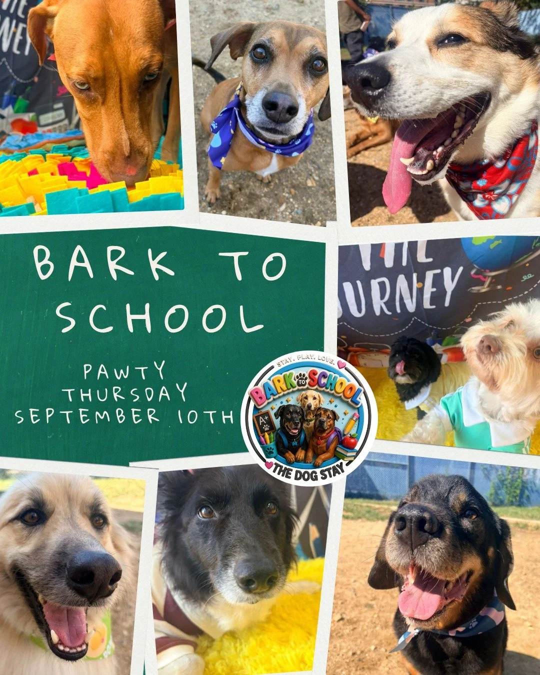 Coming off the holiday weekend with outdoor play, picture-perfect poses, and a little puzzle time! 🐾📸🧩

The fun continues at our Bark to School Pawty on September 10th! 🎒🐶

#TheDogStay #BarkToSchool #StayPlayLove #DogDaycare #silverspringdogs 

