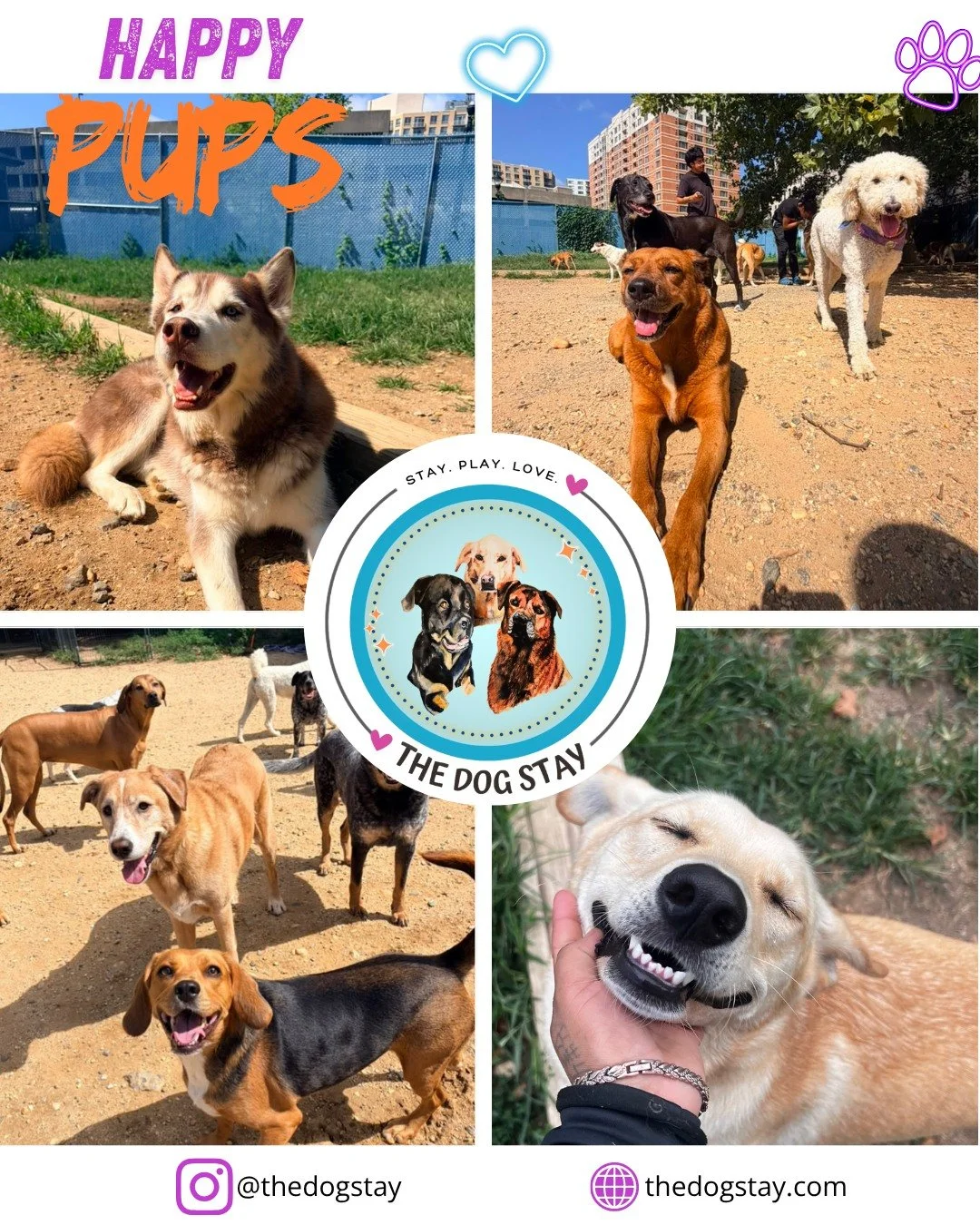 Check out some of the moments captured the last couple days with a Happy Pack @thedogstay 🐾🐾💕🔆

 #SilverSpringMD #DogsofInstagram #dmvdogs #HappyDogs #DogDaycare #MontgomeryCountyMD