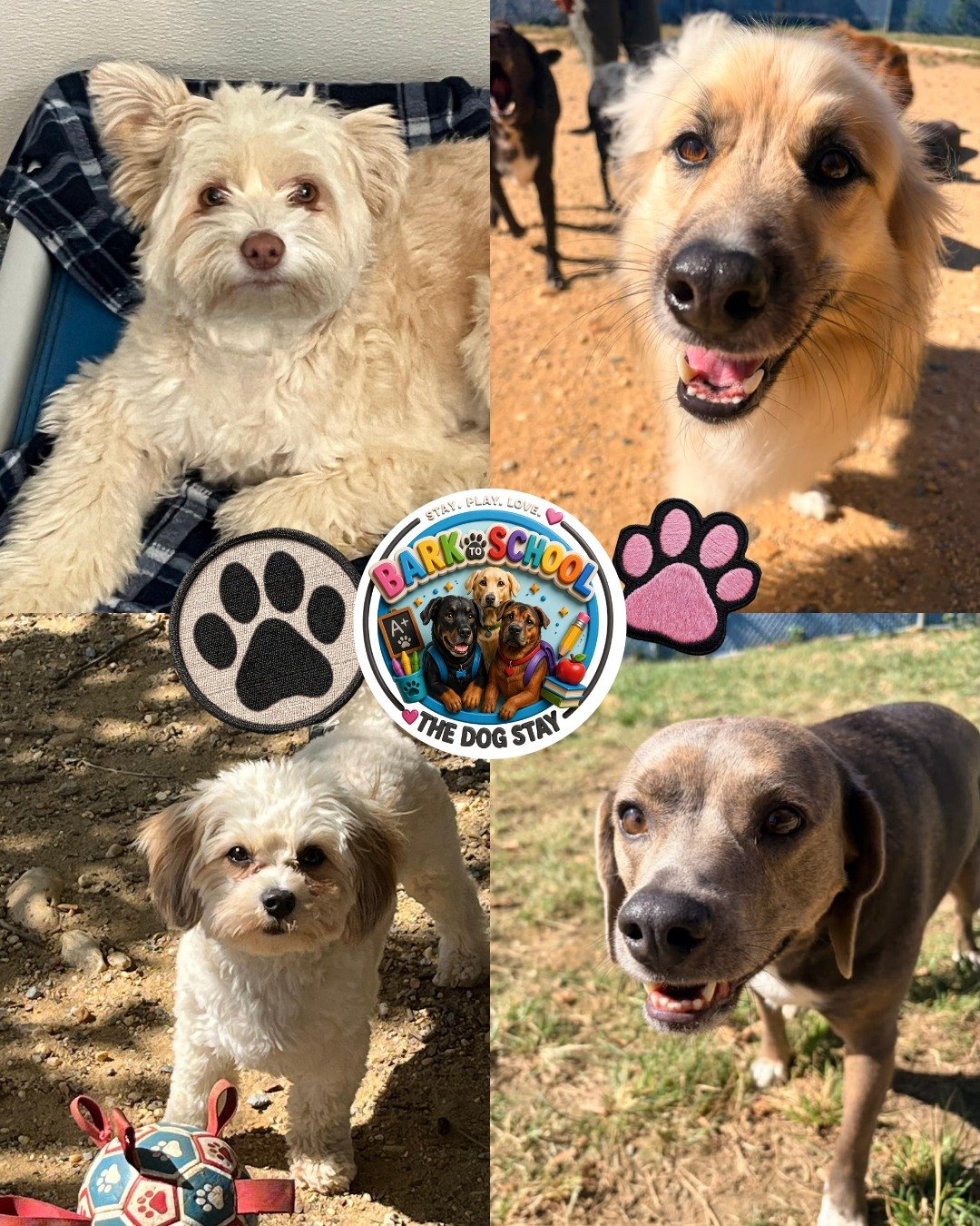 The Pack has been busy! 🐶💗

From outdoor adventures and indoor playtime to a little pampering with our Groom with Care crew, the last couple of days have been full of happy pups, wagging tails, and plenty of fun. 🐾✂️☀️. @thedogstay 

 #happydogs #