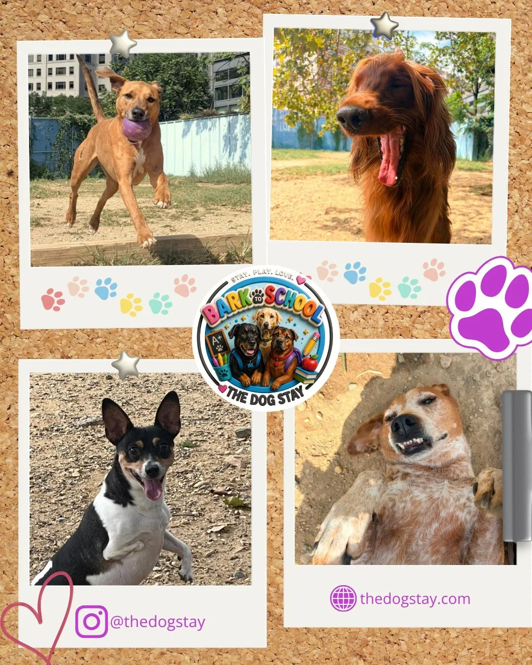 The Dog Stay pups are having a fun bark to school with their friends.  Check out some zoomies, smiles and poses the last couple days. 🐾💕

#DowntownSilverSpring #happydogs #DogsofDC #DOGSOFINSTAGRAM #DMVDogs