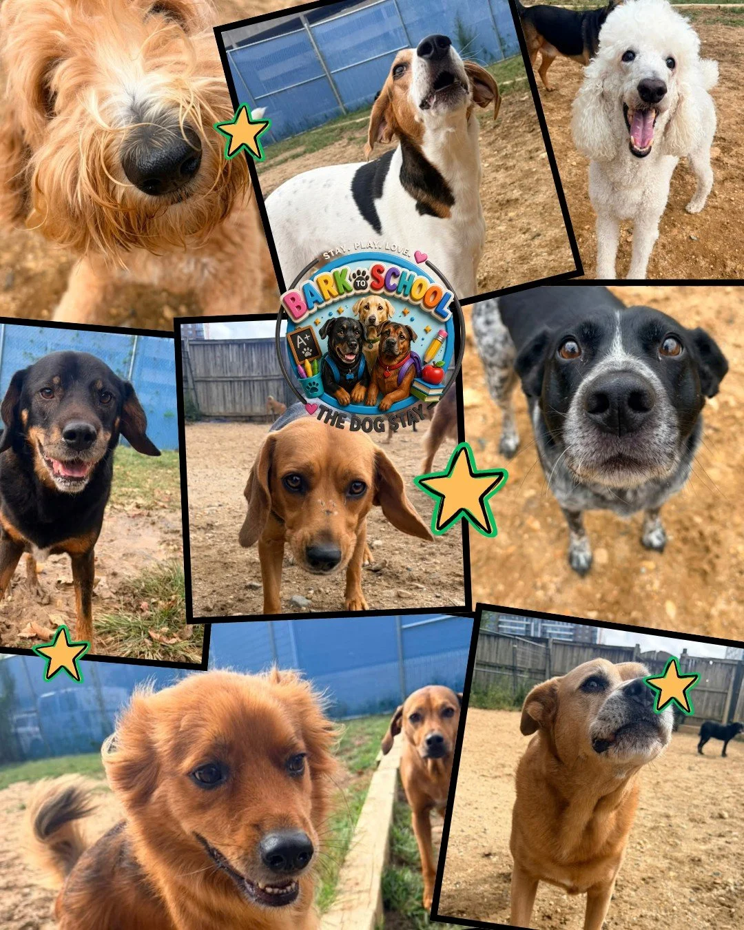 Fall is here, and the pups are loving the cooler weather. 🐾🍁

Check out some memories captured from the last couple of days at The Dog Stay. 🐾💕

@thedogstay #DOGSOFINSTAGRAM #DowntownSilverSpring #happydogs #DMVDogs #DogsofDC #DogsofMaryland