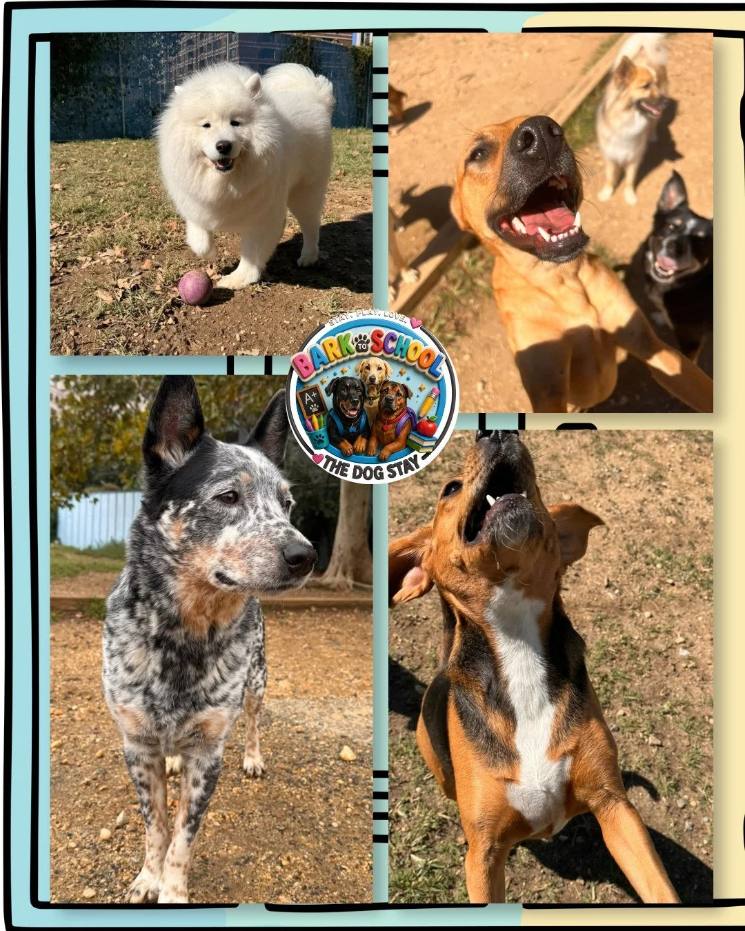 The pups are enjoying the change in weather - Inside and out. Check out a few memories from the last few days. 🍁💕🐾

 #DOGSOFINSTAGRAM #DowntownSilverSpring #DMVDogs #DogsofMaryland #DogsofDC #happydogs