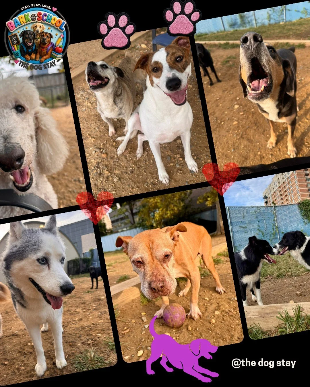 The weather is still warm but about to really feel like fall, and the pups are enjoying the last bit of "summer" weather. 🔆🕶

Check out a few memories captured the last few days. 🐾💕

@thedogstay #DogsofDC #happydogs #DOGSOFINSTAGRAM #Do