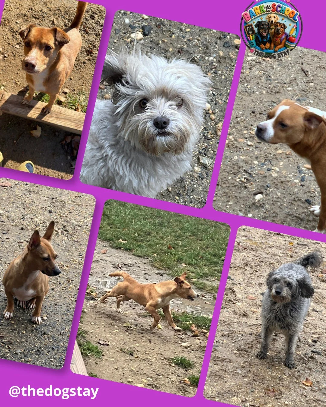 Some mixed weather this past weekend, and The Dog Stay pack enjoyed every moment. 🐾🔆🌧💕 #DowntownSilverSpring #DogsofDC #DogsofMaryland #DOGSOFINSTAGRAM #DMVDogs #happydogs