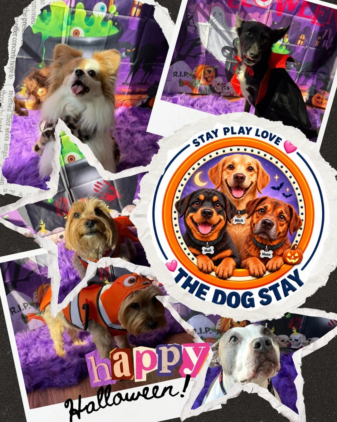 Halloween is just around the corner, and our pups are already dressing up for the part. 🐾🎃

Check out some pics from the last couple days and the announcement for the Costume Contest and Pawrty on October 29th. 👻💕🐾

@silverspringdowntown #HappyP