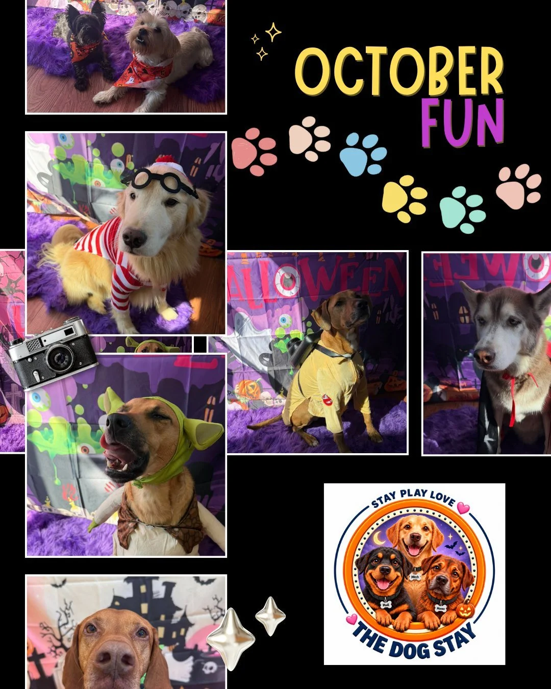 Costumes 🎃 ✅
Zoomies 🐾 ✅
Relaxation 💤 ✅
Pack Play 🐕🐩 ✅

A wonderful, wet, holiday weekend at The Dog Stay. 🌧🐾💕🍁

@thedogstay #HappyPups #Halloween #HalloweenDogs #silverspringdogs #dmvdogs