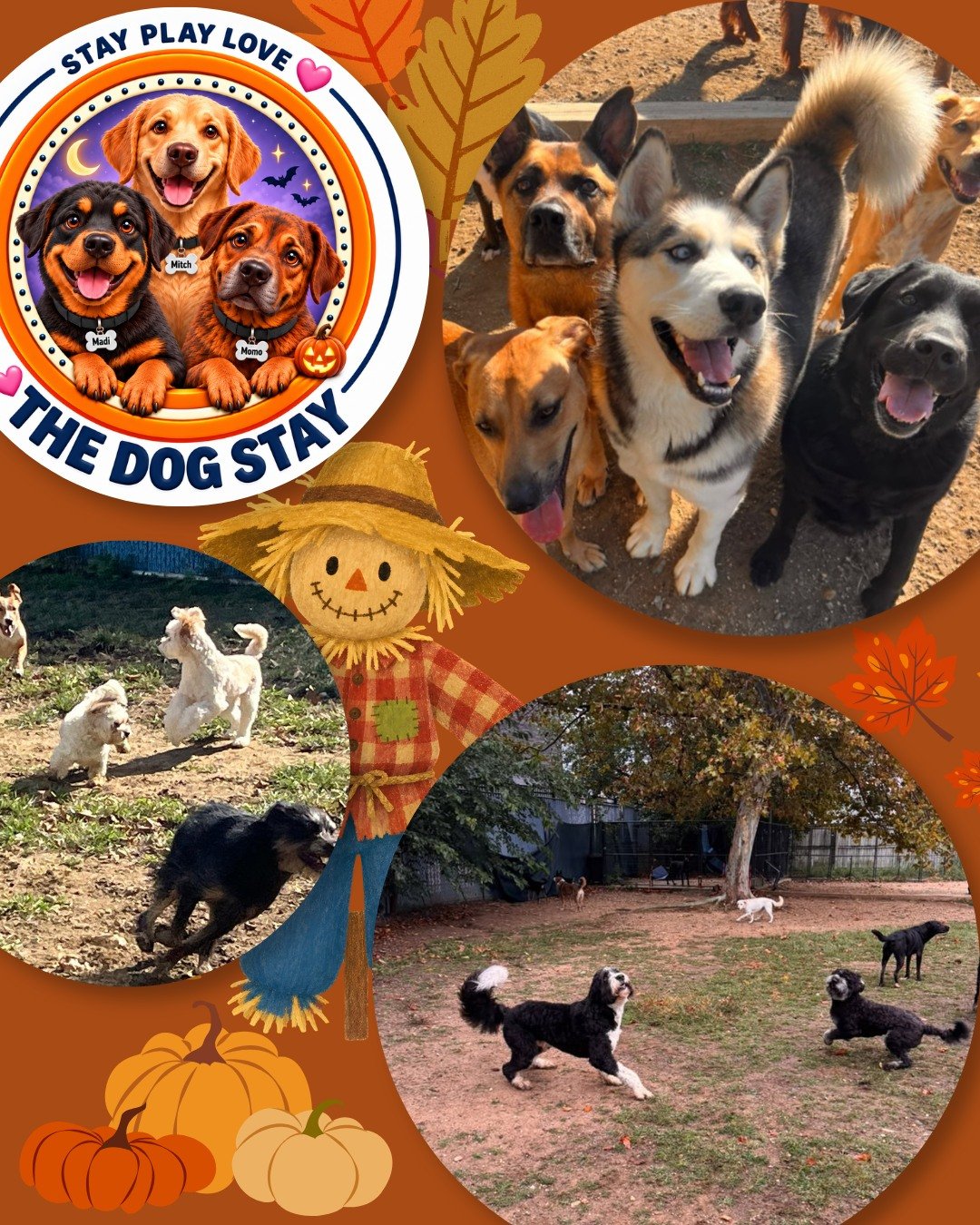 Fall Fun at The Dog Stay. 🍁🐾

Check out some memories from the last few days. 🐾💕

#dmvdogs #dogsofinstgram #silverspringmd #happydogs