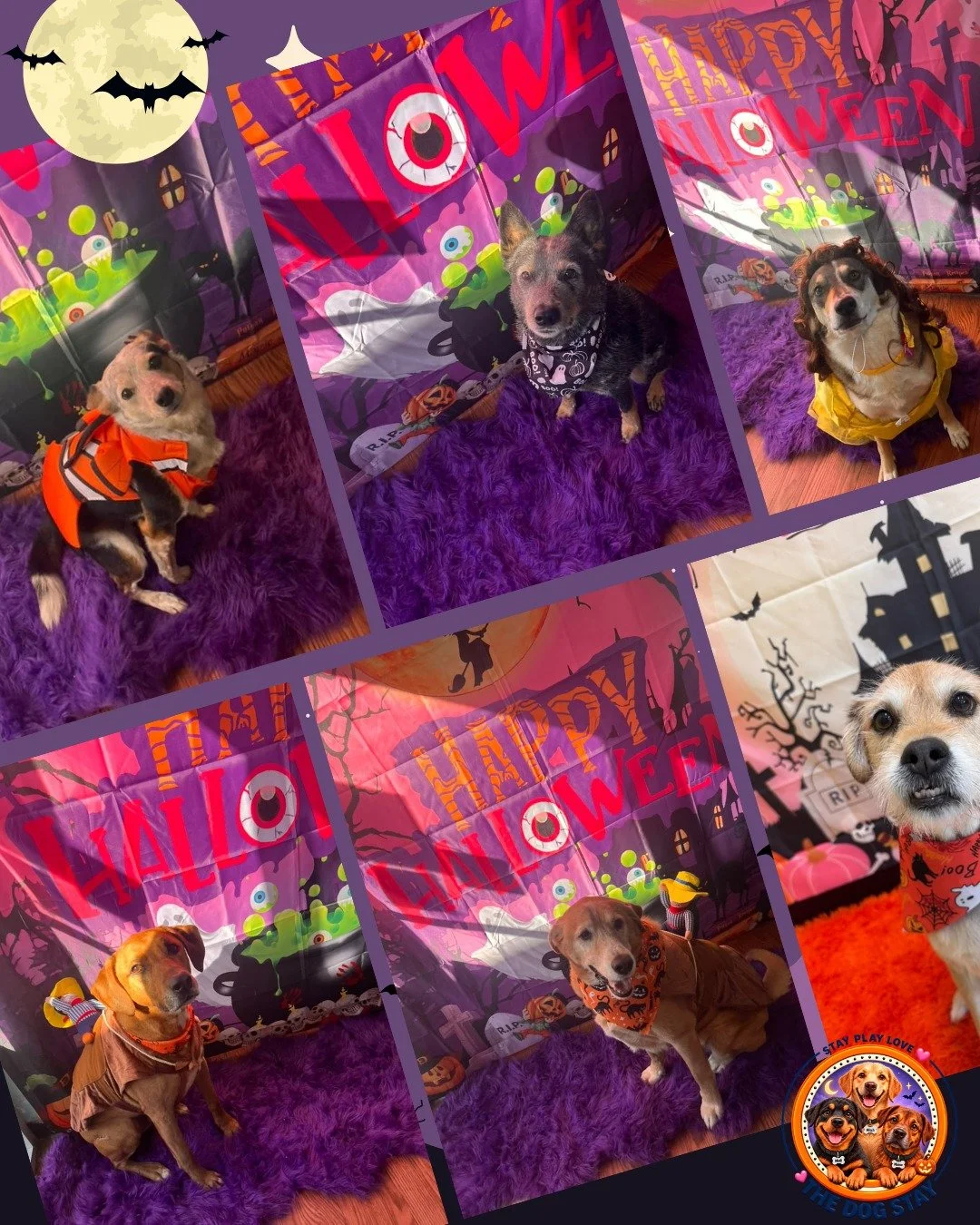 Costume prep, zoomies,  fresh grooms, and relaxation the last few days at The Dog Stay. 🎃🐾💕

 #dmvdogs #HappyPups #HalloweenDogs #happydogs #dogsofinstgram