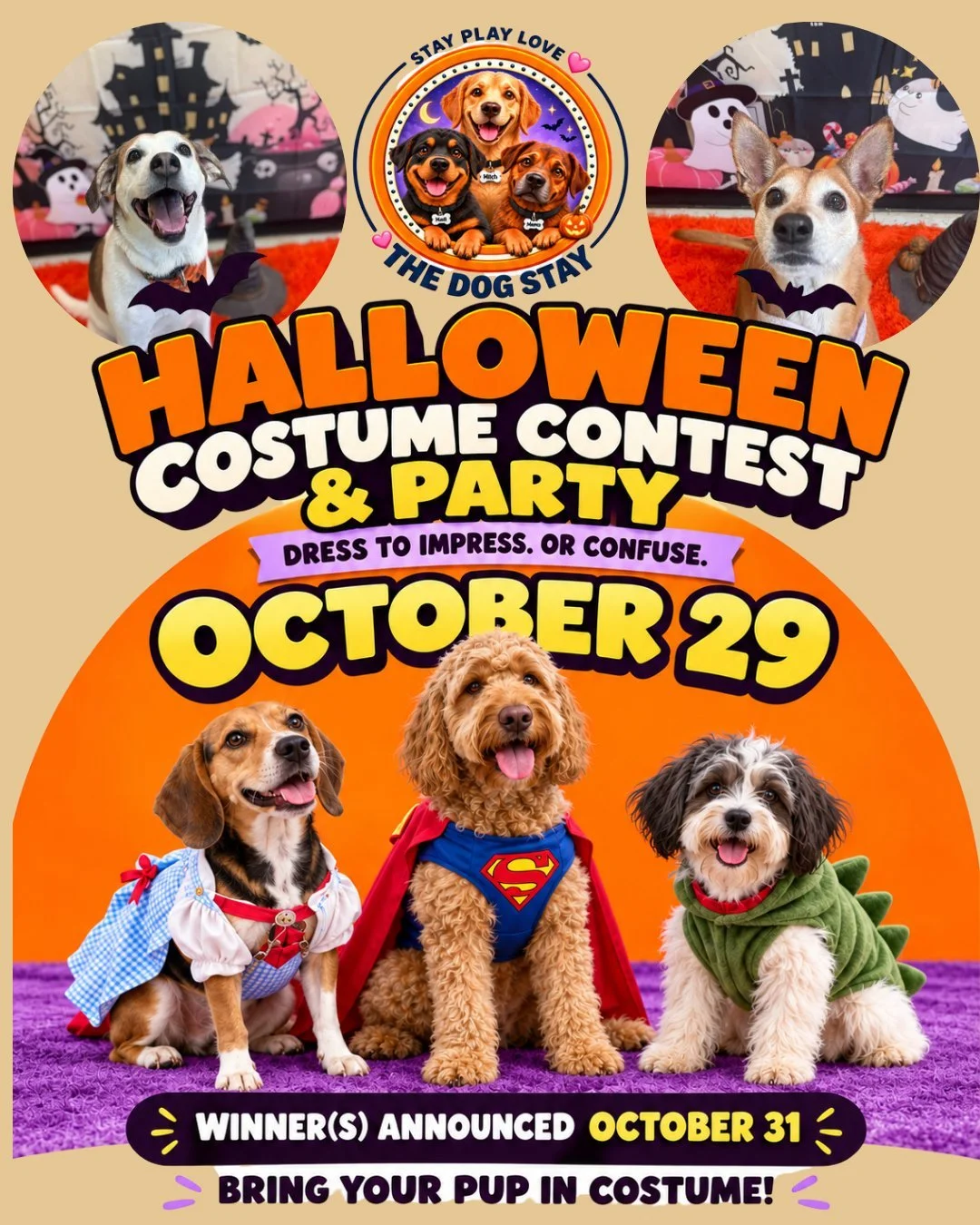 🐾💕 Happy pups, wagging tails, and plenty of playtime with their besties! Just another fun-filled week at The Dog Stay! 🐶🎉

🎃👻 Howl-O-Ween is almost here! Don't forget, our Costume Contest &amp; Pawty is happening Thursday, October 29th! We can'