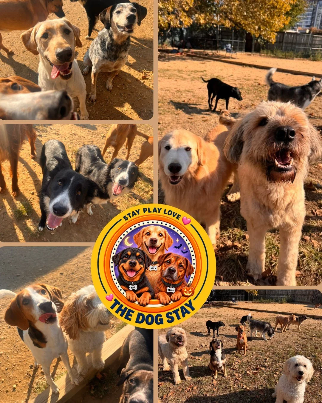 Check out  Fall with Friends at The Dog Stay the last few days. 🍁💕

Also, don't forget our Howl-O-Ween pawty and costume contest is tomorrow. 🎃🐾

@silverspringdowntown  @thedogstay 

 #HappyPups #dmvdogs #dogsofinstgram #happydogs #HalloweenDogs 