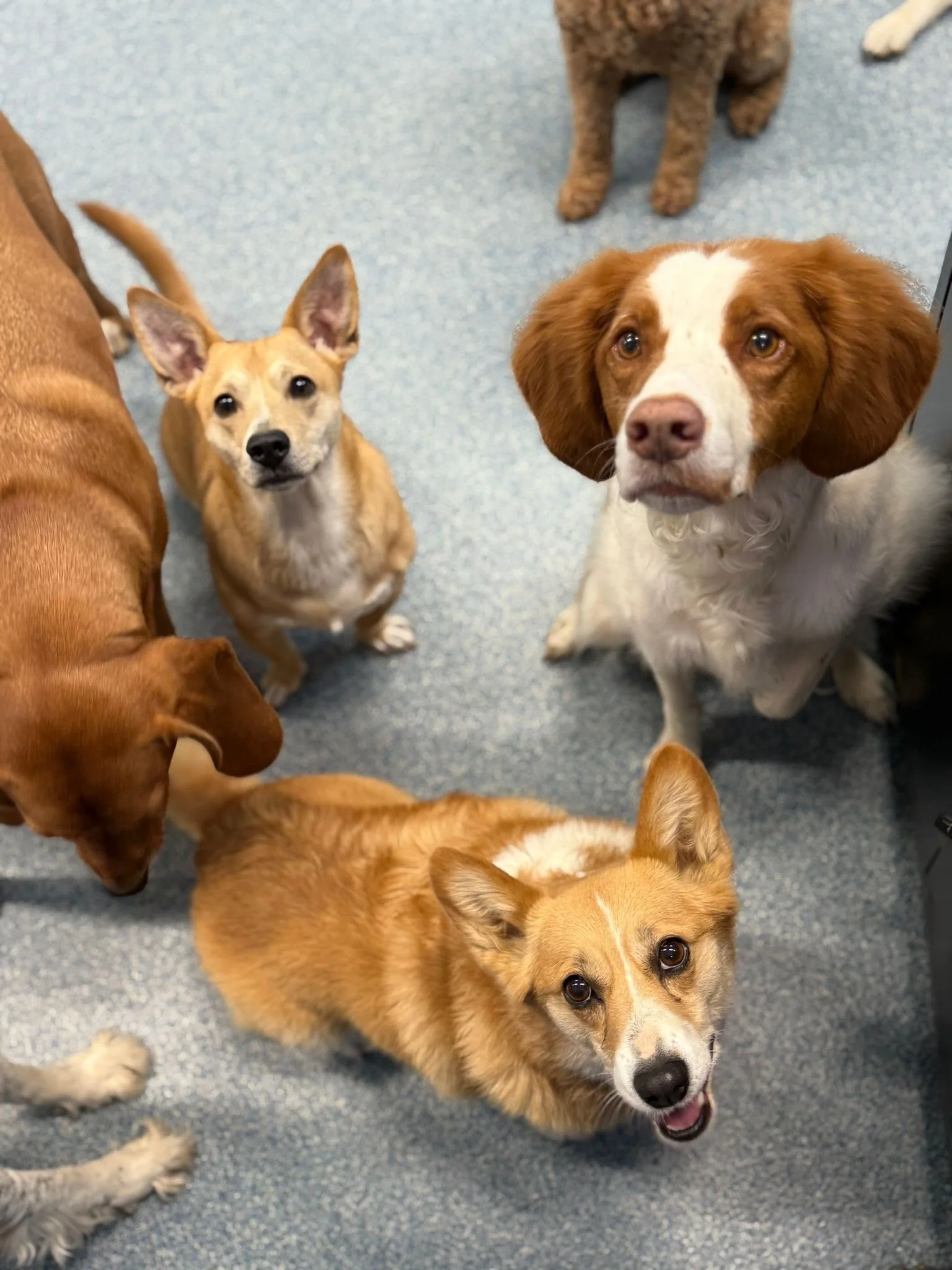 Group of five dogs sitting on blue carpet, looking up at the camera.