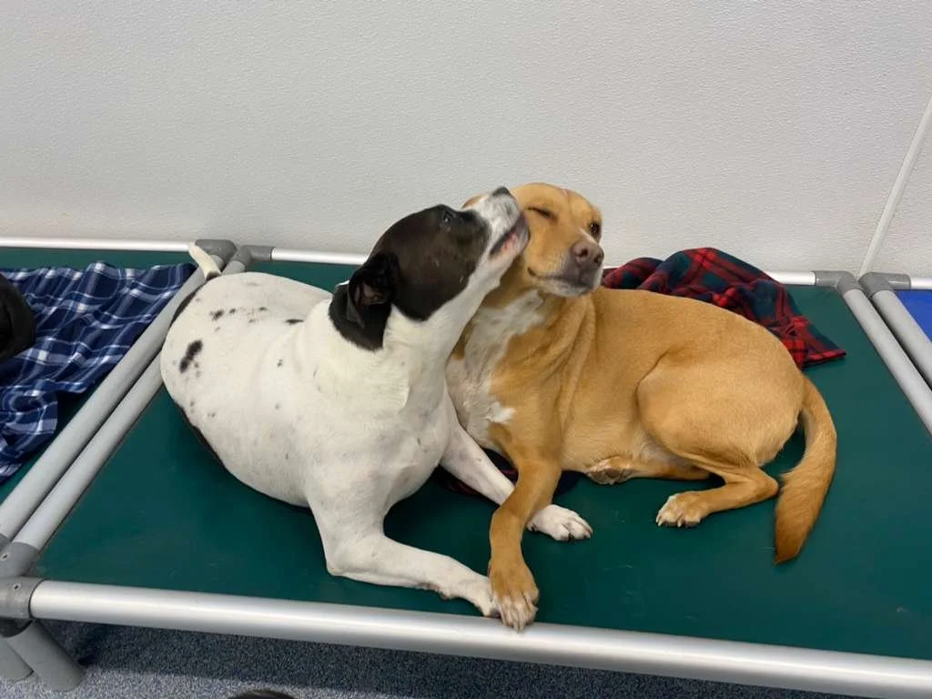 Two dogs laying on a grooming table with a blanket and towel nearby, one dog licking the other on the face.