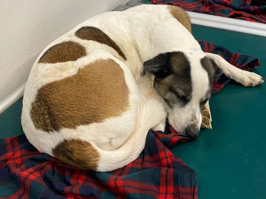 Two dogs cuddling on a bed, one white with brown patches and the other black and white, sleeping together.