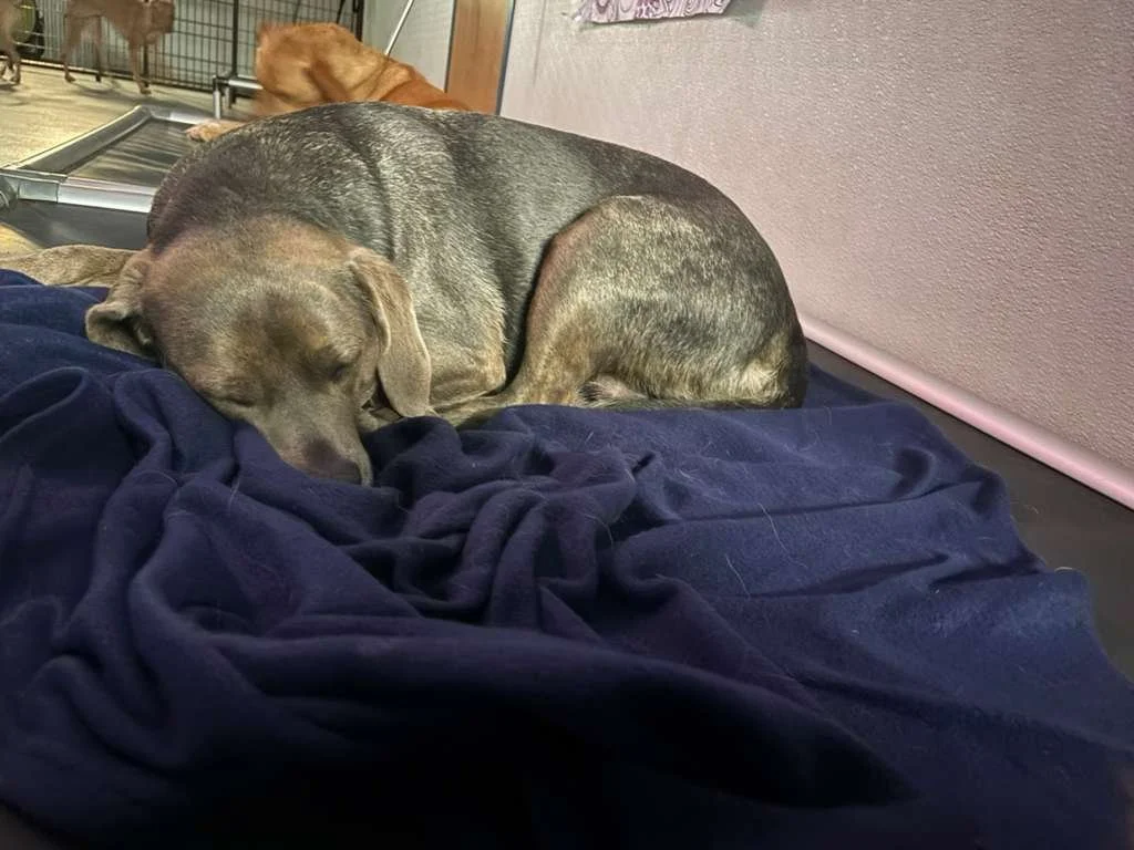 A dog sleeping on a dark blue blanket in what appears to be an animal shelter or kennel, with other dogs and cages in the background.