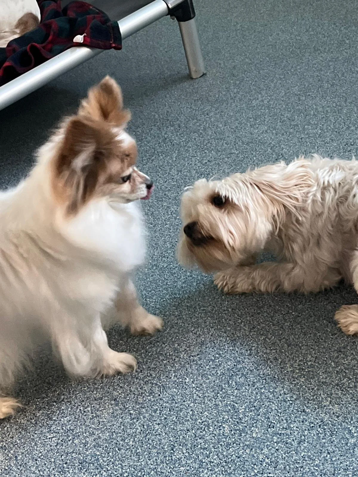 Two small dogs, one with fluffy white and brown fur and the other with light golden wavy fur, face each other indoors on a speckled gray carpet. In the background, a metal-framed bed with a red and black checkered blanket and a dog sleeping on it are visible.