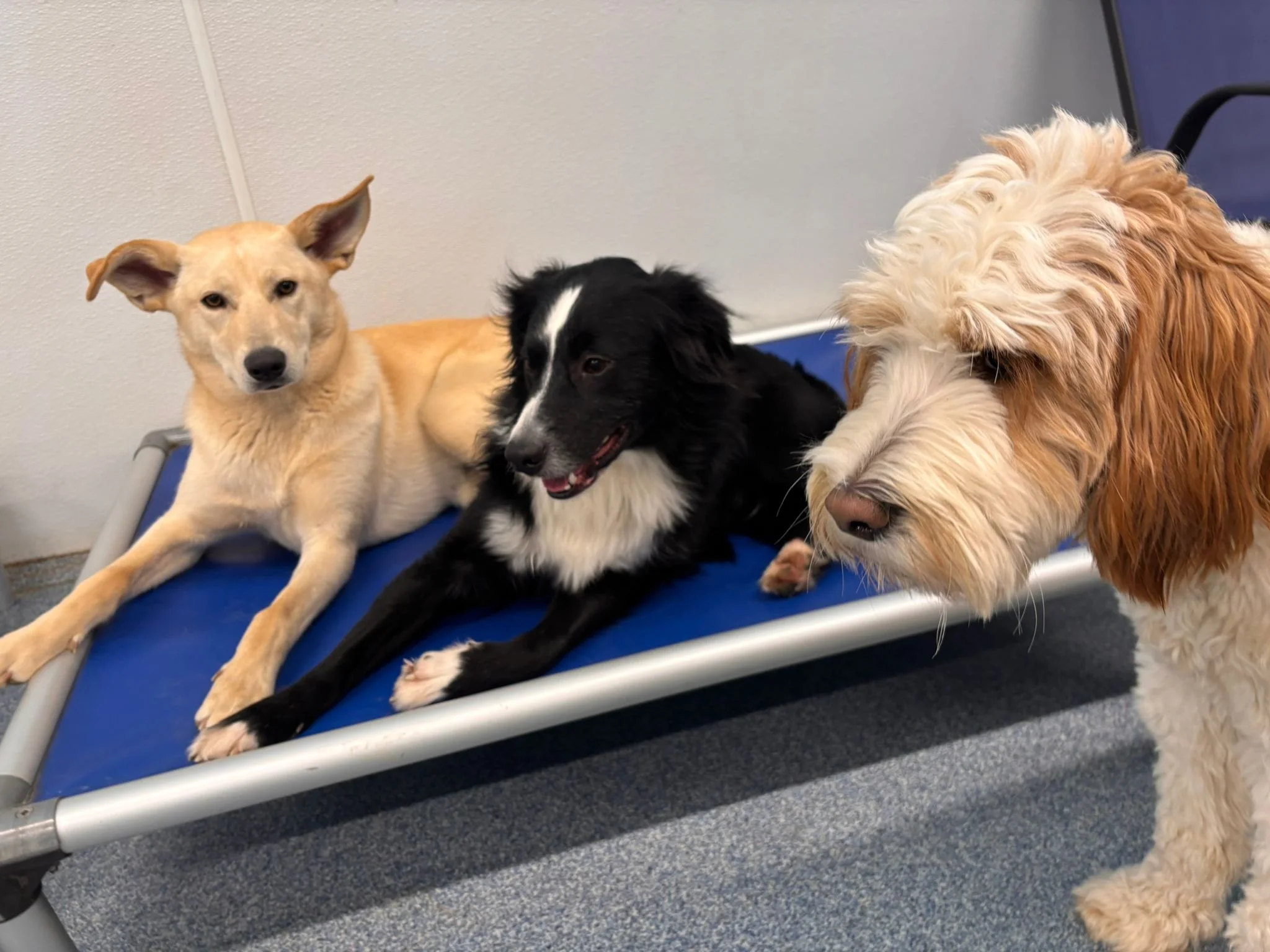 Three dogs in a veterinary waiting area, two lying on a blue examination table and one standing beside it. The first dog is light tan with pointy ears, the second is black and white with a medium length coat, and the third is a cream-colored dog with curly fur.