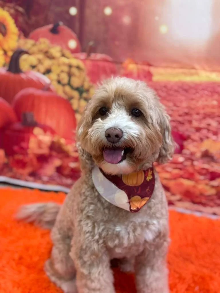 A cute, fluffy light brown dog with a darker nose and eyes, wearing a bandana with pumpkin and autumn leaf patterns, sitting on an orange rug in front of a fall-themed backdrop with pumpkins and yellow flowers.