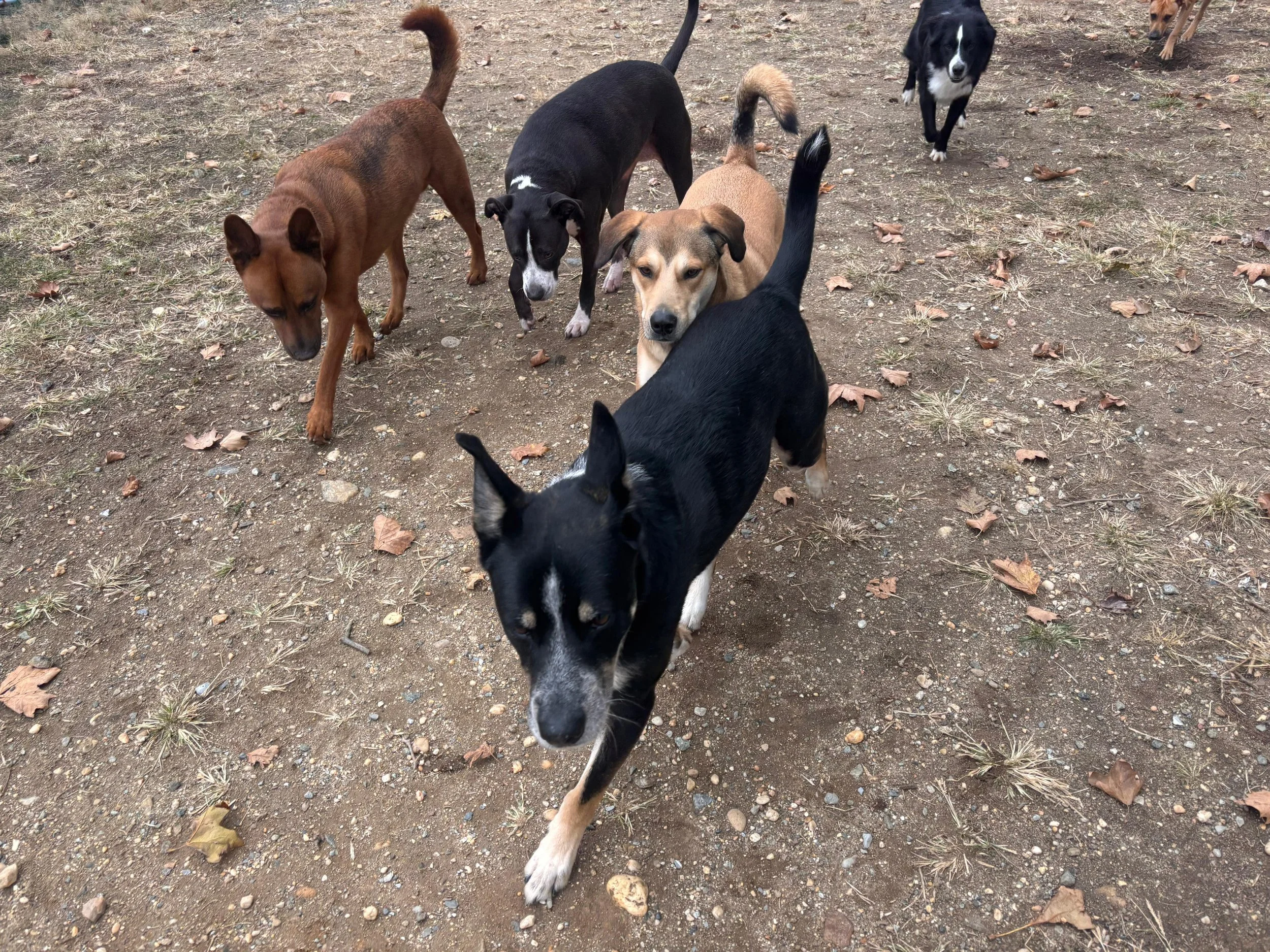 Group of mixed-breed dogs walking on dirt ground outdoors, some with patches of grass and fallen leaves.
