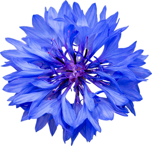 A vibrant blue flower with layered petals and dark stamens.