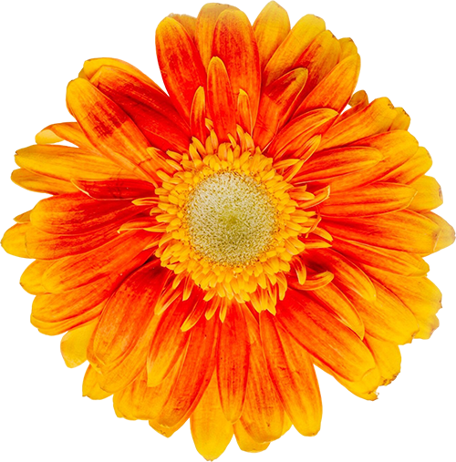 Close-up of a vibrant orange and yellow flower with a pale center and multiple layered petals