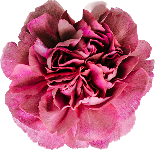 Close-up of a pink and purple carnation flower