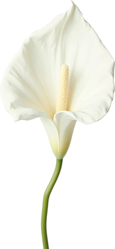 Close-up of a white calla lily flower with a green stem.