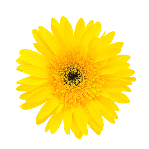Bright yellow flower with layered petals and a dark center