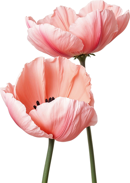 Two pink tulips with delicate petals against a clear background.